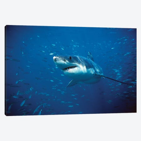Great White Shark Swimming Through A School Of Fish, Neptune Islands, South Australia Canvas Print #PAR1} by Mike Parry Canvas Art