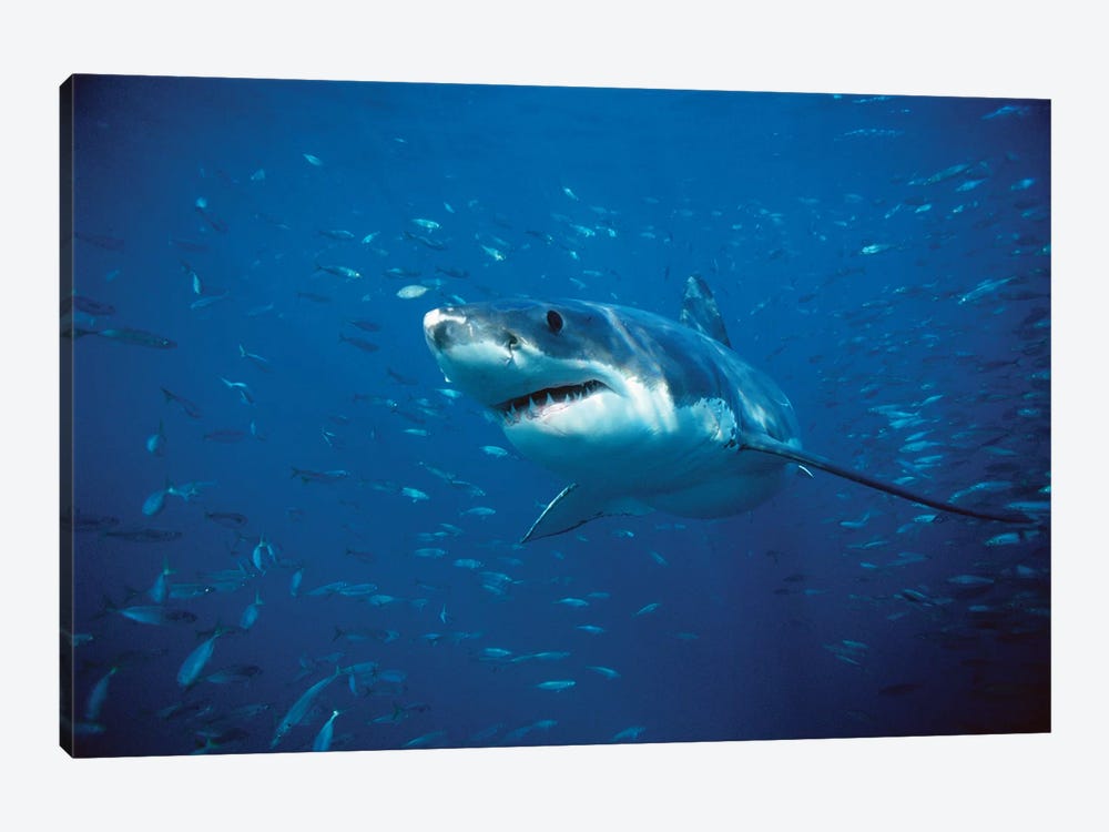 Great White Shark Swimming Through A School Of Fish, Neptune Islands, South Australia by Mike Parry 1-piece Canvas Print