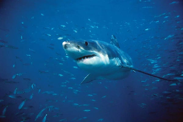 Sharks: Great White Shark Swimming Through A School Of Fish, Neptune Islands, South Australia by Mike Parry