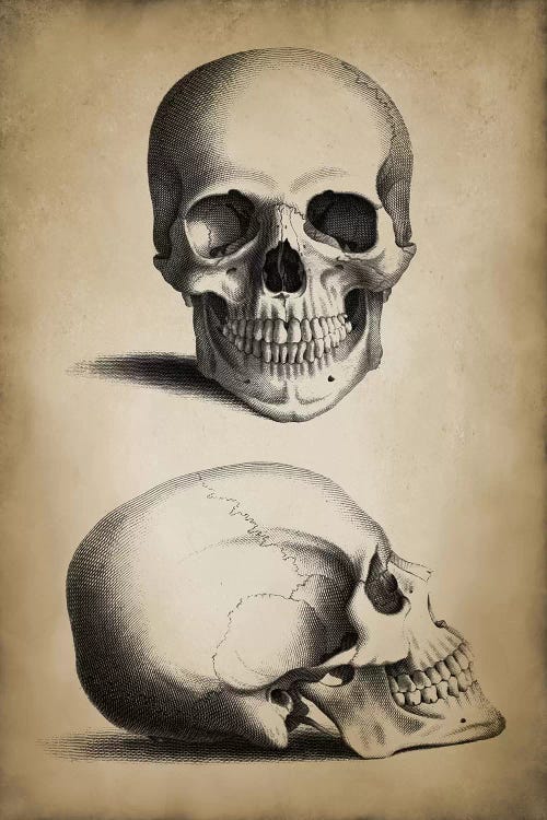 Skull by PatentPrintStore wall art