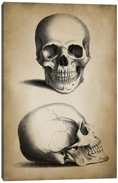 Skull Canvas Art Print - PatentPrintStore