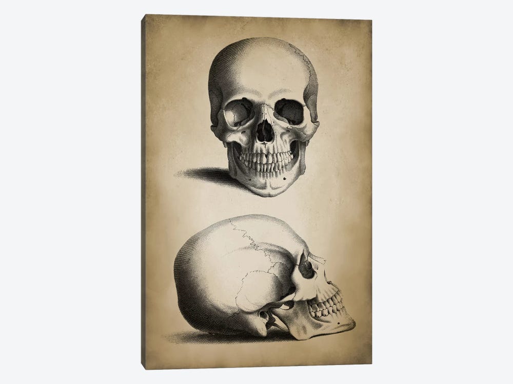 Skull by PatentPrintStore 1-piece Canvas Art