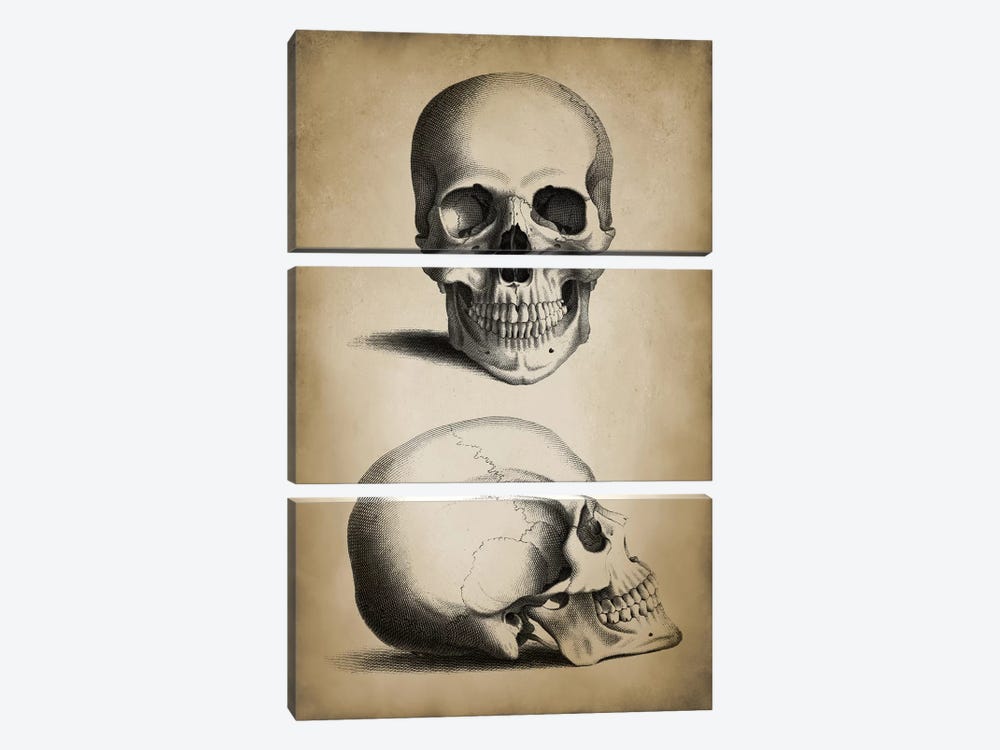 Skull by PatentPrintStore 3-piece Canvas Wall Art