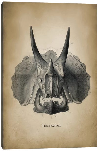 Triceratops Canvas Art Print - Tan Art