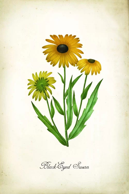Black-Eyed-Susan by PatentPrintStore wall art