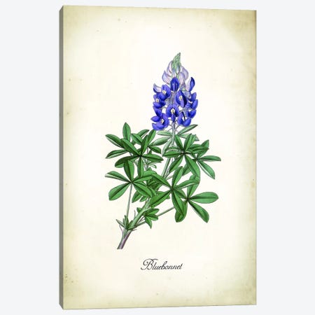 Blue Bonnet Canvas Print #PAT155} by PatentPrintStore Canvas Art Print