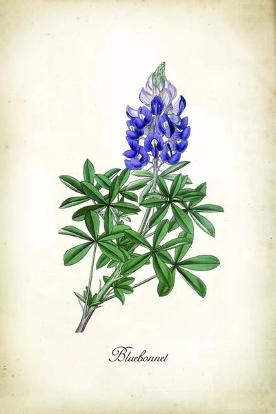 Science: Blue Bonnet by PatentPrintStore