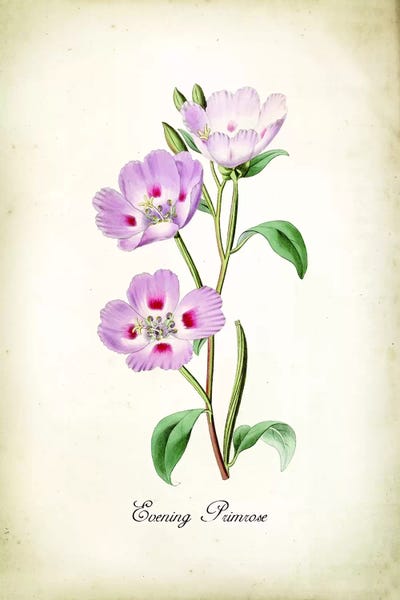 Science: Evening Primrose by PatentPrintStore