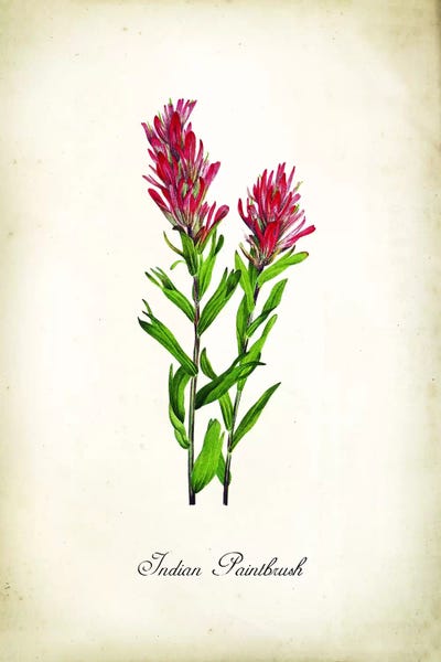 Science: Indian Paintbrush by PatentPrintStore