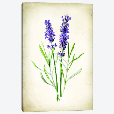 Lavender Canvas Print #PAT164} by PatentPrintStore Canvas Artwork