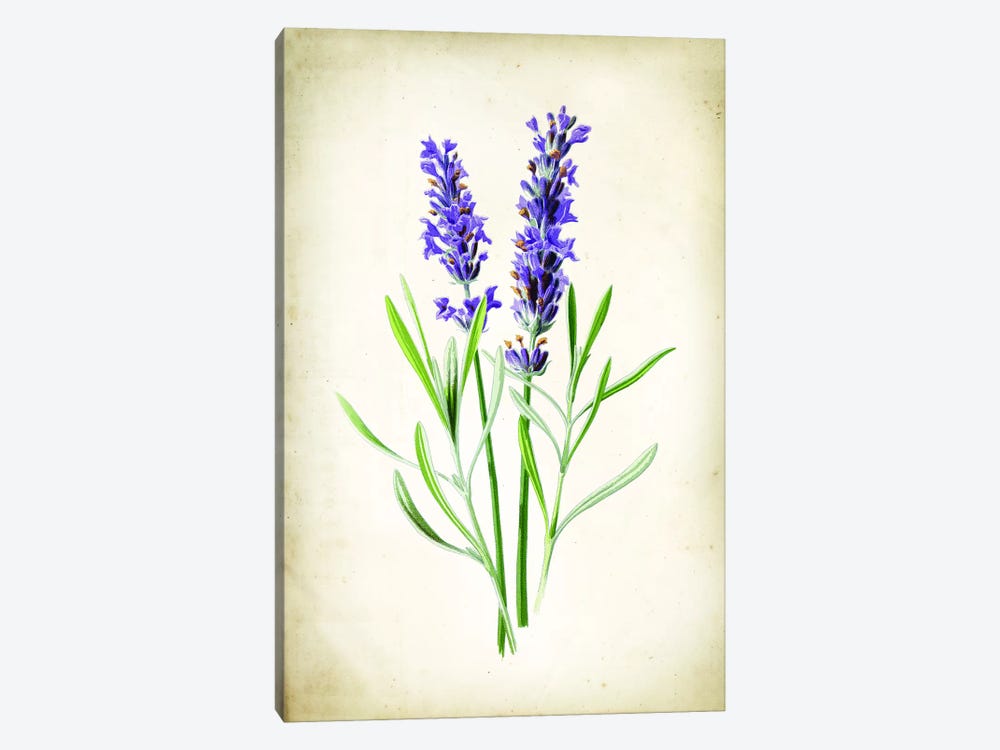 Lavender by PatentPrintStore 1-piece Canvas Art Print