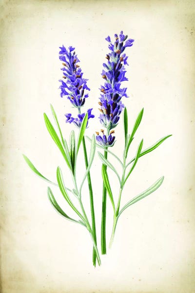 Science: Lavender by PatentPrintStore