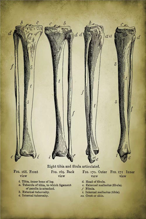 Leg Bones