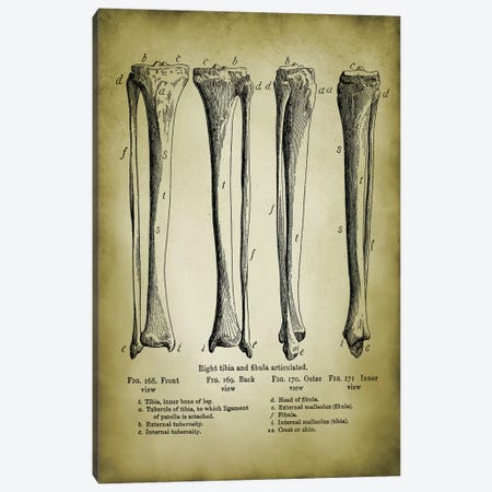 Leg Bones Canvas Print #PAT165} by PatentPrintStore Canvas Artwork