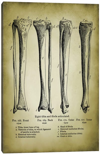 Leg Bones Canvas Art Print - Anatomy Art