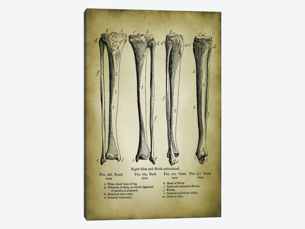 Leg Bones by PatentPrintStore 1-piece Canvas Art