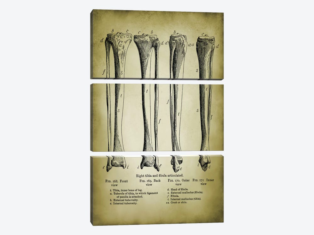 Leg Bones by PatentPrintStore 3-piece Canvas Artwork