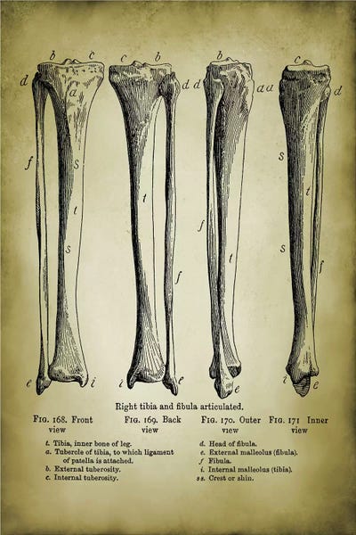 Leg Bones