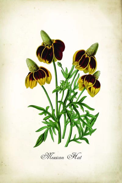 Mexican Hat by PatentPrintStore framed wall art