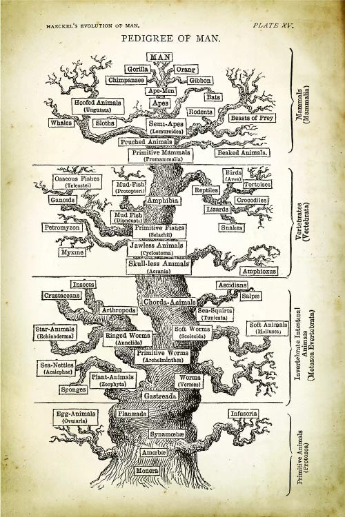 Pedigree Of Man by PatentPrintStore wall art