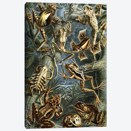 Haeckel Frog Canvas Print #PAT68} by PatentPrintStore Canvas Artwork