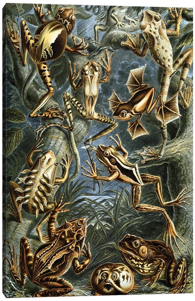 Haeckel Frog Canvas Art Print - Frog Art