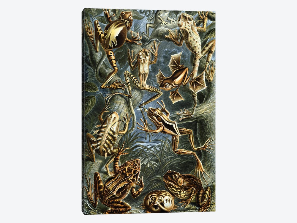 Haeckel Frog by PatentPrintStore 1-piece Canvas Wall Art