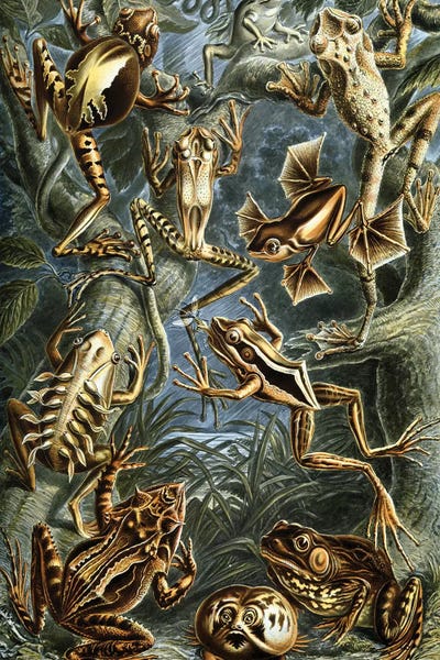 Vintage Animal Illustrations: Haeckel Frog by PatentPrintStore