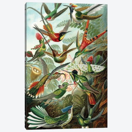 Haeckel Hummingbirds Canvas Print #PAT69} by PatentPrintStore Canvas Artwork