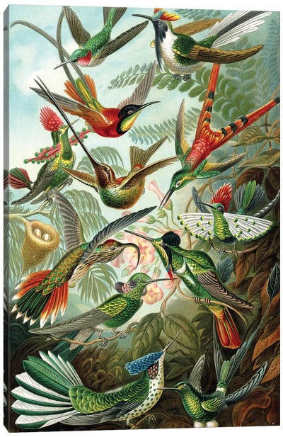 Haeckel Hummingbirds Canvas Art Print - PatentPrintStore