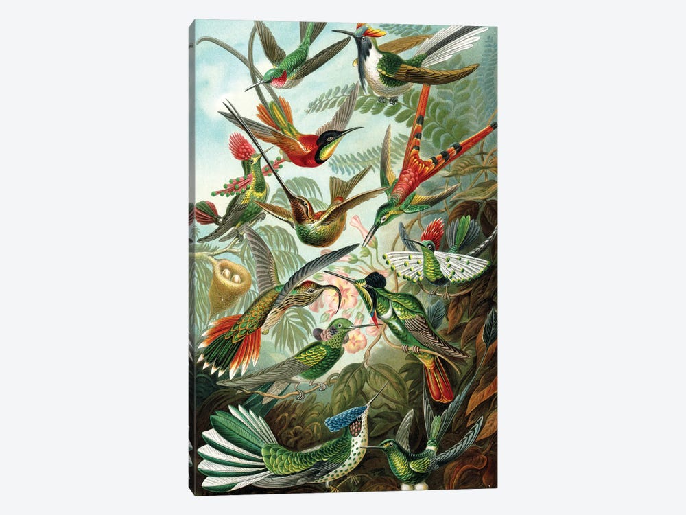 Haeckel Hummingbirds by PatentPrintStore 1-piece Canvas Print