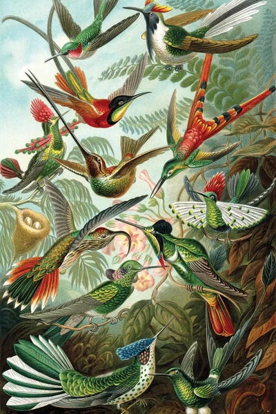 Vintage Animal Illustrations: Haeckel Hummingbirds by PatentPrintStore