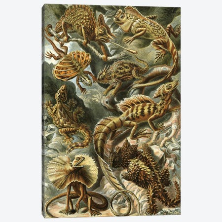 Haeckel Lizards Canvas Print #PAT70} by PatentPrintStore Canvas Print