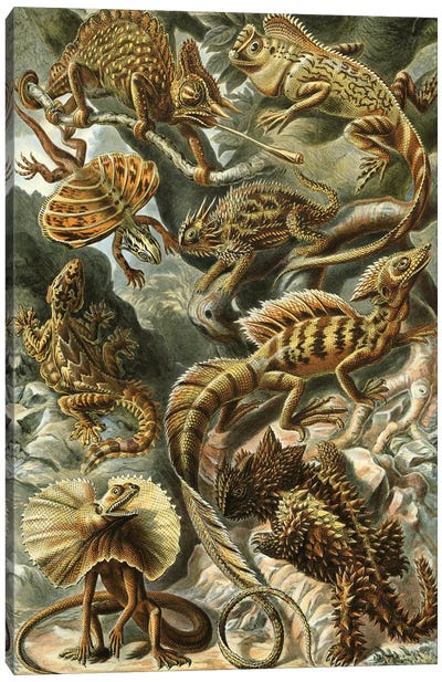 Haeckel Lizards Canvas Art Print - Lizard Art