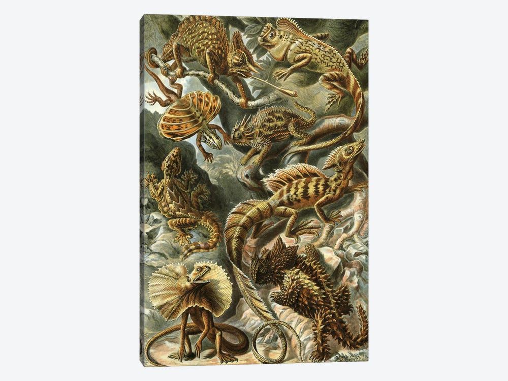 Haeckel Lizards by PatentPrintStore 1-piece Art Print