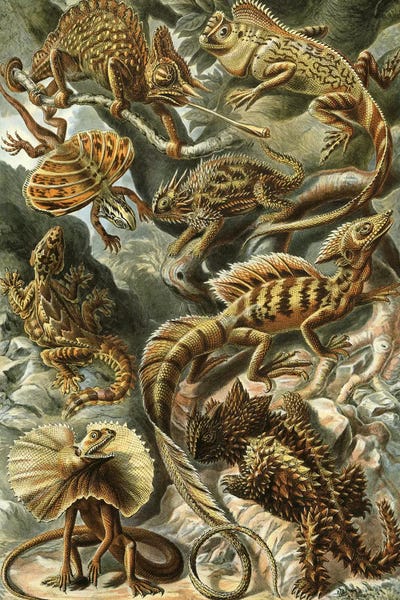 Lizards: Haeckel Lizards by PatentPrintStore