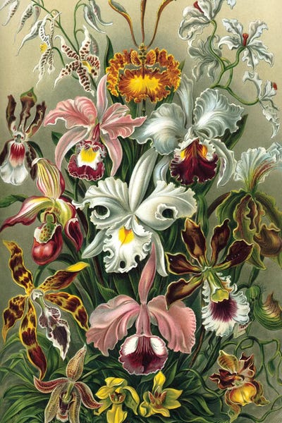 Haeckel Orchids by PatentPrintStore framed wall art