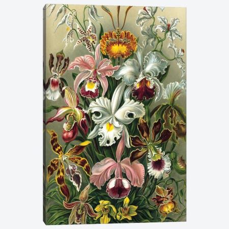 Haeckel Orchids Canvas Print #PAT71} by PatentPrintStore Canvas Print