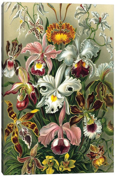Haeckel Orchids Canvas Art Print - Orchid Art