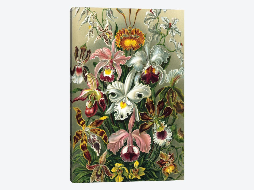 Haeckel Orchids by PatentPrintStore 1-piece Canvas Artwork