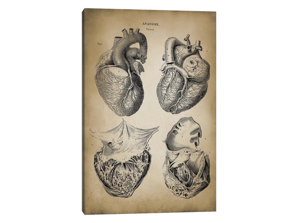 Watercolor heart anatomy art print - Codex Anatomicus