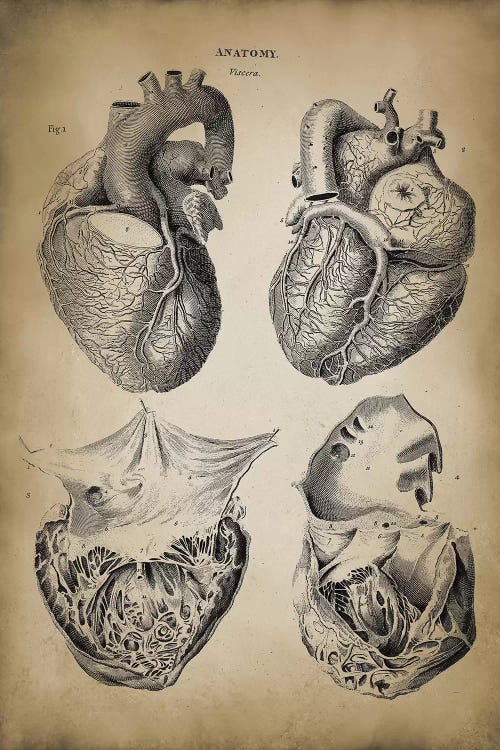 Heart Anatomy by PatentPrintStore wall art