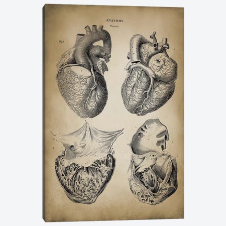 Heart Anatomy Canvas Print #PAT75} by PatentPrintStore Canvas Wall Art