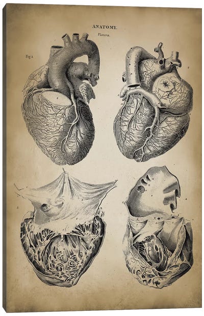 Heart Anatomy Canvas Art Print - Science Art