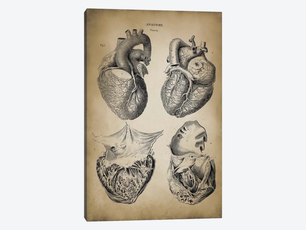 Heart Anatomy by PatentPrintStore 1-piece Canvas Wall Art