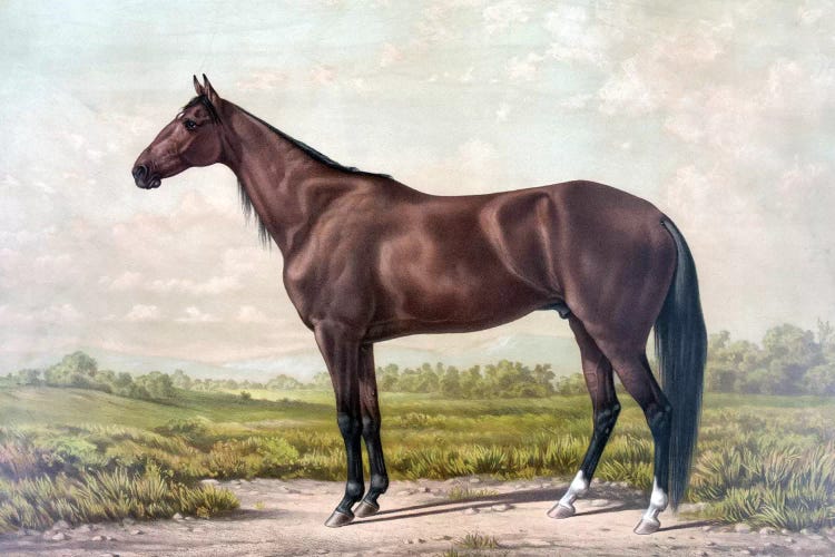 Horse I