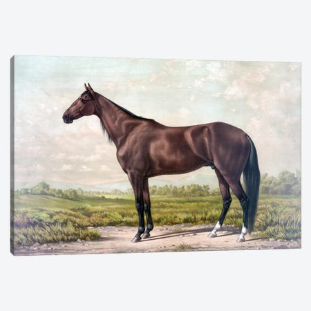 Horse I Canvas Print #PAT76} by PatentPrintStore Canvas Artwork