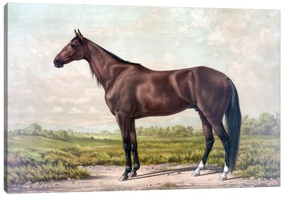 Horse I Canvas Art Print - PatentPrintStore