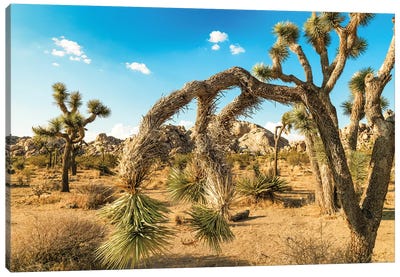 Joshua Tree National Park Canvas Art Print - Desert Landscape Photography