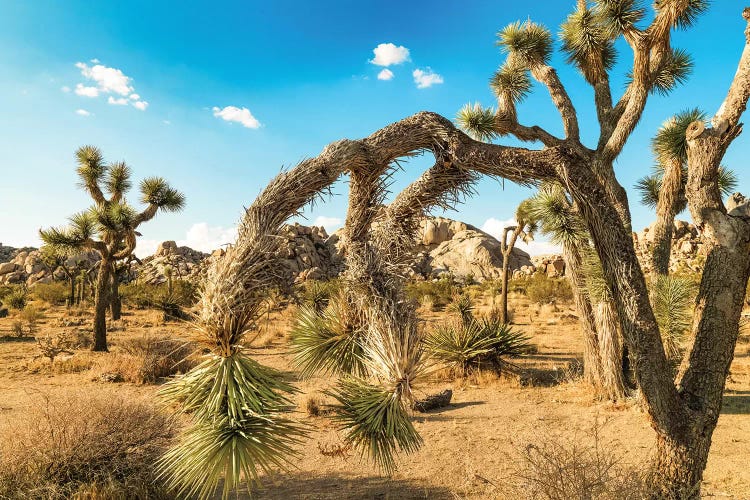 Joshua Tree National Park